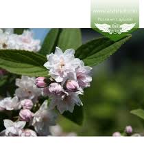 Image result for Deutzia hybrida Pink Pompon