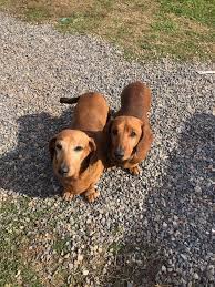 Feb 27, 2021 · dachshund puppies for adoption from your local north carolina animal shelter usually cost less than getting one from a specialized dachshund dog breeder. Chapman S Dachshund Rescue