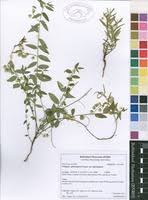 Image result for Polygala sphenoptera