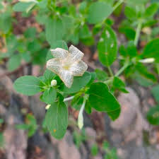 Image result for Ruellia patula