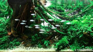 Previous Years Contest 2020 Iiac Aquascaping Contest