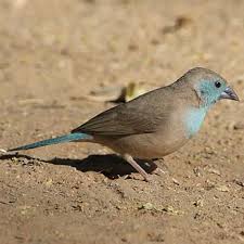 Image result for Marsdenia angolensis