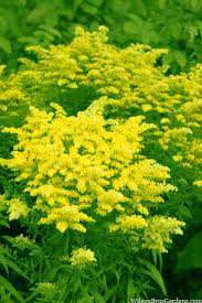 Image result for Solidago