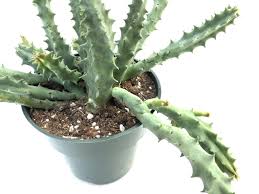 Image result for Huernia leachii