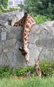 The Grass Is Always Greener On The Other Side Of The Fence Story So Tell Me Is The Grass Greener On The Other Side Spotted Giraffe With Greenery Clearly Animaux Les Plus Mignons Animaux Amusants Amis Des Animaux