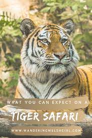 Plan Your Perfect Indian Tiger Safari Travel Destinations Asia Asia Travel India Travel Guide