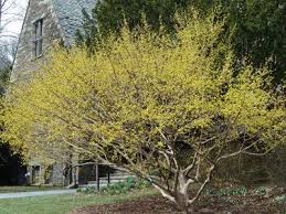 Cornus M Golden Glory Yahoo Image Search Results Trees To Plant Cornus Mas Specimen Trees