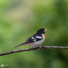 Rose Breasted Grosbeak Richmond Va Birds Richmond Va Animals Bird