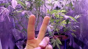 Led grow lights are an artificial light source. Are L E D S Worth It Marijuana Growing Cannabis Forum