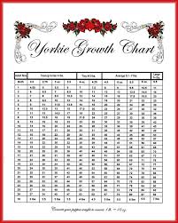 Yorkie Age Chart Cane Corso Weight Growth Chart How Big Will