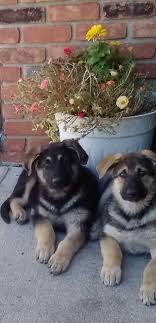 $3,000 (antelope valley) pic hide this posting restore restore this posting. 9 Week Old German Shepherd Puppies From Guardian Angel Shepherd S In Nescopeck Pa Usa Www G German Shepard Puppies German Shepherd Dogs German Shepherd Puppies