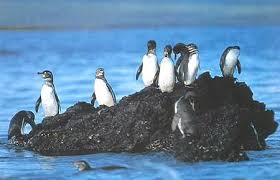 Galapagos penguins form couples that last for a lifetime. Galapagos Penguins Marinebio Conservation Society