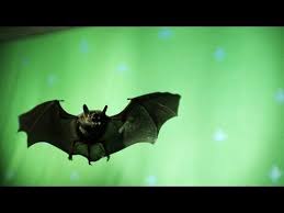 Bats flying out from bat house. High Speed Footage Of A Bat In Flight Youtube