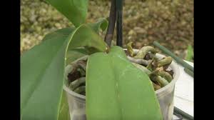 Les Maladies Et Parasites Des Orchidees Youtube