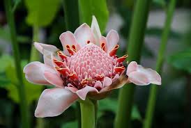 Image result for Etlingera