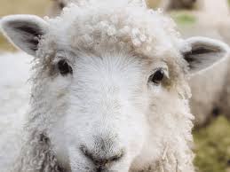 Dolly was cloned by keith campbell, ian wilmut and colleagues at the roslin institute, part of the university of edinburgh, scotland. 200 Lamb And Sheep Names Pethelpful