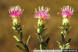 Russian Knapweed Invasive Plants Trees To Plant Plants