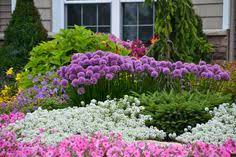 Millenium Ornamental Onion Allium Millenium Long Blooming Perennials Blooming Plants Bloom