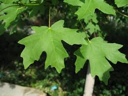 The crown shape is oval to round. Maple Canyon Or Bigtooth Treebrowser