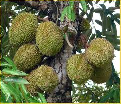 Aneka ragam buah di dunia. Jual Bibit Tanaman Buah 0878 55000 800 Durian 4 Jual Bibit Tanaman Buah 0878 55000 800