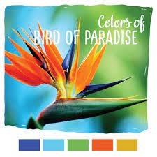 Grow The Beautiful Tropical Bird Of Paradise Plant With These Tips Birds Of Paradise Plant Birds Of Paradise Paradise Plant