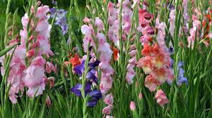 Image result for Gladiolus virgineus