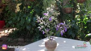 Image result for Brillantaisia owariensis