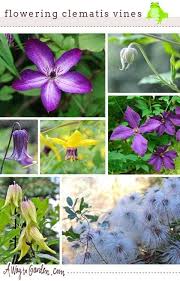 Choices can also be made for displaying introduced vs. Slideshow Name That Flowering Clematis Vine A Way To Garden