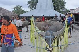 Perkawinan kuda yang di pegangi para perempuan begini to caranya luar negeri mengkawinkan kuda. Belis Tradisi Mas Kawin Di Sumba