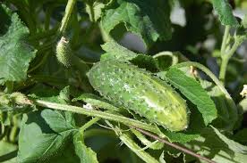 Plants, seeds & bulbs : 30 Great Zone 5 Plants To Grow Gardening Channel