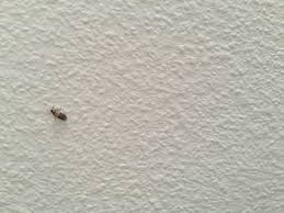 Manche sind einfach nur eklig, andere können einen auch schon mal um den schlaf bringen. Ungeziefer In Kunftiger Mietwohnung Wohnung Insekten Schadlinge