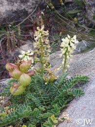 Image result for Astragalus