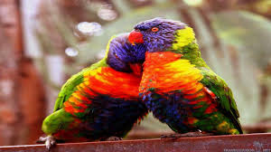 You can download free the birds, love wallpaper hd deskop background which you see above with high resolution freely. Mobile Phone Wallpapers Love Birds Wallpaper Cave