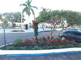 Fortlauderdalelandscape Com Jobs Landscape Landscaping Landscaper Specimentrees Landscapemyhouse Cleanups Cleanmyyard Outdoor Pool Specimen Trees Patios