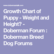 growth chart of puppy weight and height doberman forum