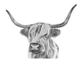 Long haired cattle known as highland cattle. Long Haired Cow Black White Tomahto Art Studio Digital Art Animals Birds Fish Farm Animals Cows Bulls Artpal