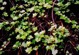 Image result for Delairea odorata