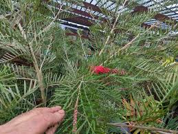 Image result for Grevillea