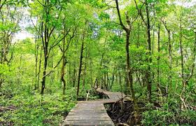 Namun diduga ditelantarkan oleh kapal yang membawa mereka dari malaysia ke indonesia. Yuk Kunjungi 10 Wisata Hutan Mangrove Di Indonesia Ini