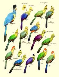 Chart Of Different Turacos Tuneful Turacos Birds Bird