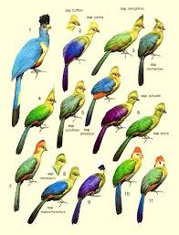 chart of different turacos tuneful turacos birds bird