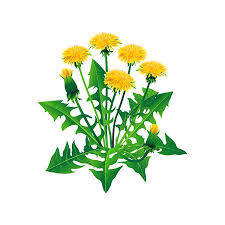 Een kleurplaat van een tulp, een mandala en achtergrondinformatie. Vector Paardebloemen Geisoleerd Realistische Gele Paardebloemen Met Bladeren Op Een Transparante Achtergrond Alle Objecten Zijn Bewerkbaar Vector Paardenbloem Royalty Vrije Cliparts Vectoren En Stock Illustratie Image 97568090