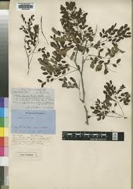 Image result for Acacia welwitschii