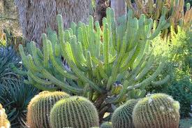 Image result for Myrtillocactus geometrizans