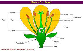 This afternoon we dissected and examined a flower. Parts Of Flower And Plant Pistil Sepal Stamen And More Diagrams Included