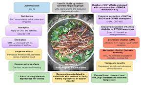 Pharmaceuticals Free Full Text Toxicokinetics And Toxicodynamics Of Ayahuasca Alkaloids N N Dimethyltryptamine Dmt Harmine Harmaline And Tetrahydroharmine Clinical And Forensic Impact Html