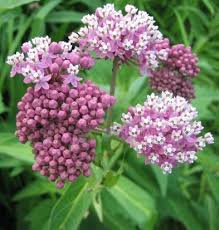 Asclepias Incarnata Asclepias Incarnata Milkweed Plant Asclepias