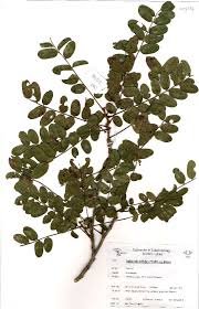 Image result for Dalbergia nitidula