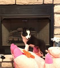 Some maremma sheepdog puppies for sale may be shipped worldwide and include crate and veterinarian checkup. This Border Collie Puppy Is King Collie Puppies Maremma Sheepdog Puppy Border Collie