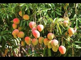 | skip to page navigation. Grow Your Own Mangoes In Containers Complete Growing Guide Youtube